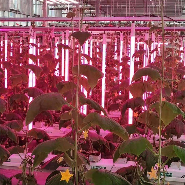 Greenhouse-Green-house-lighting-lamp-Chinaa
