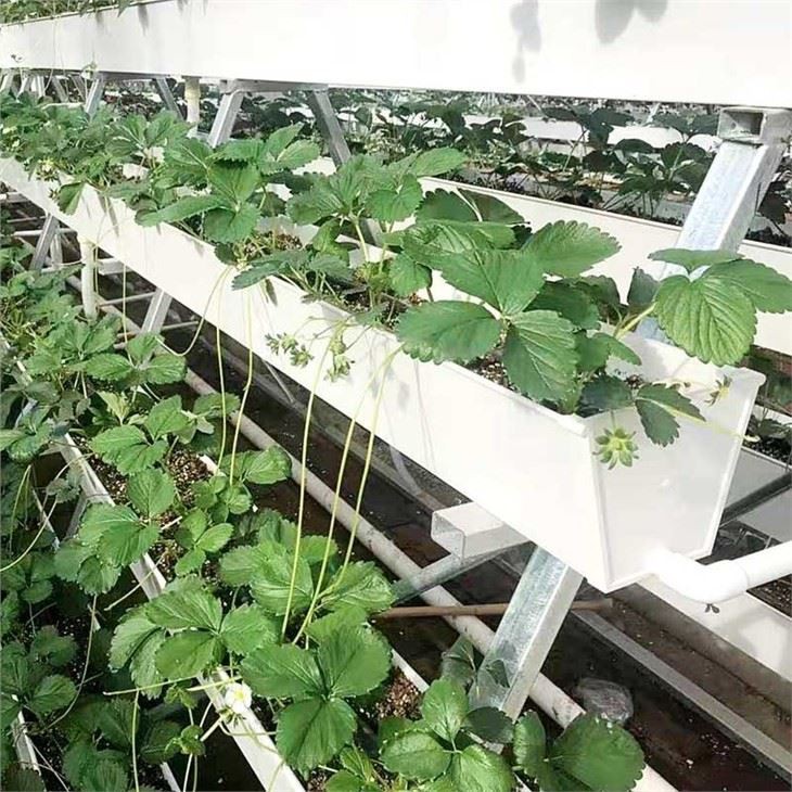 Planting Gutter For Lettuce And Strawberry in Greenhouse