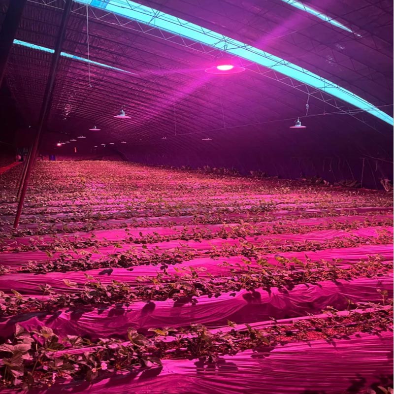 PLANT LAMP PLANT LAMP